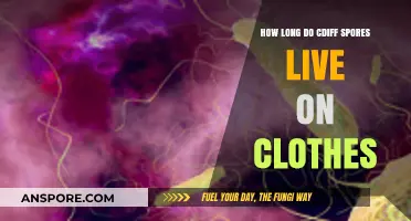 C. Diff Spores on Clothes: Survival Duration and Prevention Tips