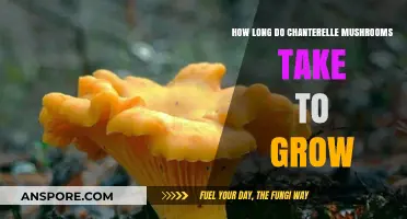 Chanterelle Mushroom Growth Timeline: From Spores to Harvest