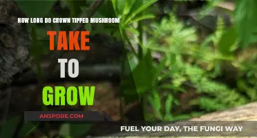 Crown Tipped Mushroom Growth Timeline: From Spores to Harvest