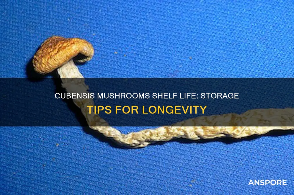 how long do cubensis mushrooms keep