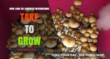 Cubensis Mushroom Growth Timeline: From Spores to Harvest Explained