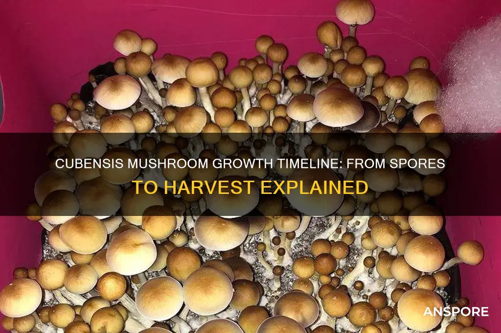 how long do cubensis mushrooms take to grow