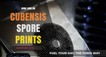 Cubensis Spore Prints: Understanding Their Lifespan and Preservation Methods