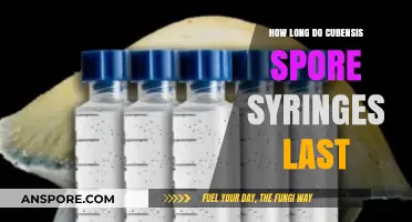 Cubensis Spore Syringe Shelf Life: How Long Do They Last?