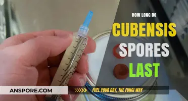 Cubensis Spores Shelf Life: How Long Do They Remain Viable?