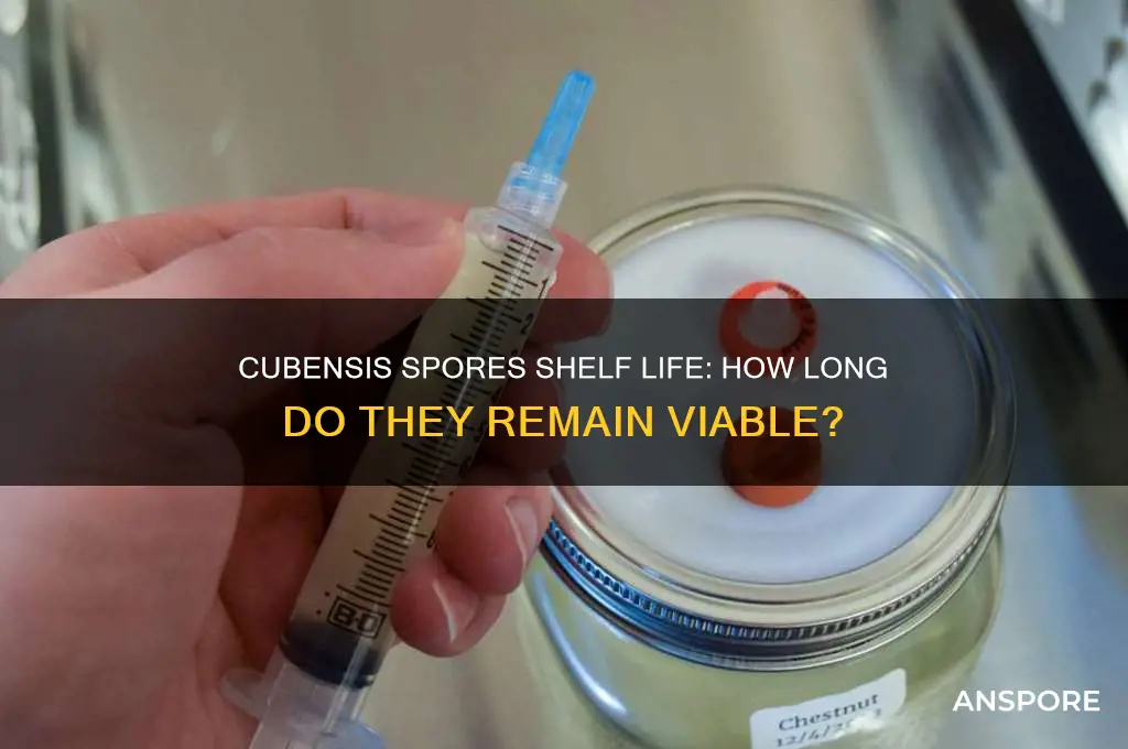 how long do cubensis spores last