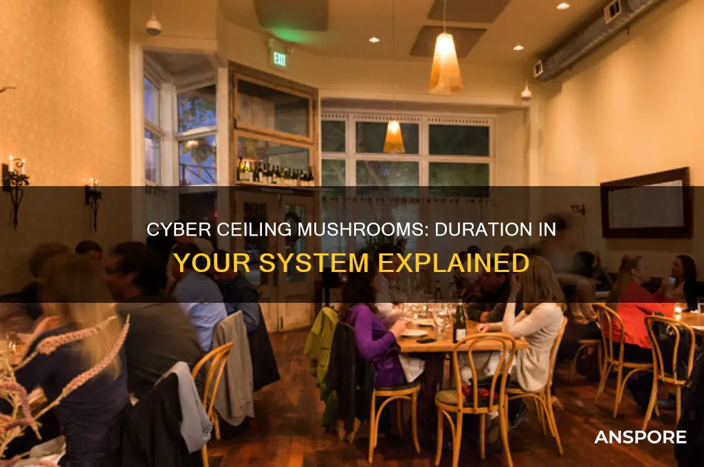 how long do cyber ceiling mushrooms stay in your system