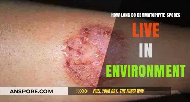 Dermatophyte Spores Survival: How Long Do They Persist in Environments?