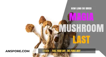Shelf Life of Dried Magic Mushrooms: How Long Do They Last?
