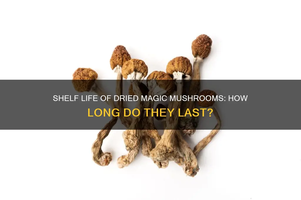 how long do dried magia mushrooms last