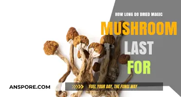 Shelf Life of Dried Magic Mushrooms: How Long Do They Last?