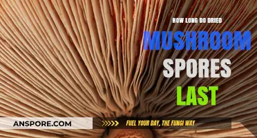 Dried Mushroom Spores Shelf Life: Longevity and Storage Tips