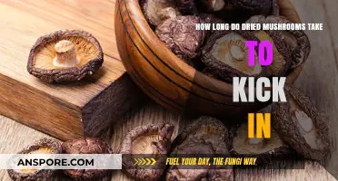 Dried Mushrooms: Timing the Onset of Effects and Duration Explained