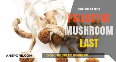 Shelf Life of Dried Psilocybe Mushrooms: Storage Tips and Duration