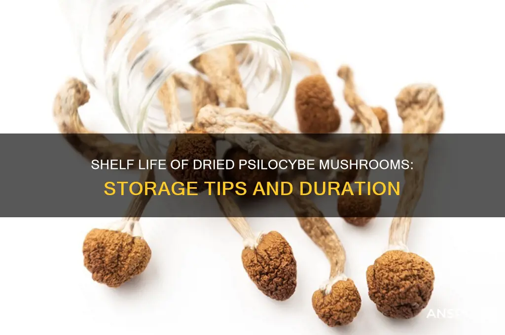 how long do dried psilocybe mushrooms last