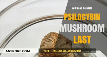 Shelf Life of Dried Psilocybin Mushrooms: How Long Do They Last?