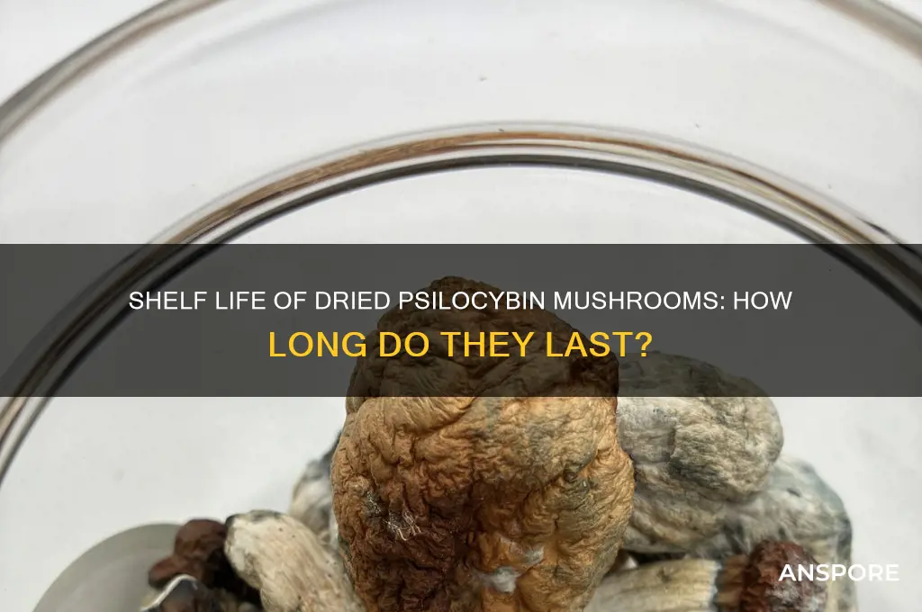 how long do dried psilocybin mushrooms last