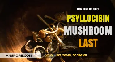 Shelf Life of Dried Psilocybin Mushrooms: How Long Do They Last?
