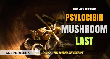 How Long Do Dried Psilocybin Mushrooms Last: A Guide