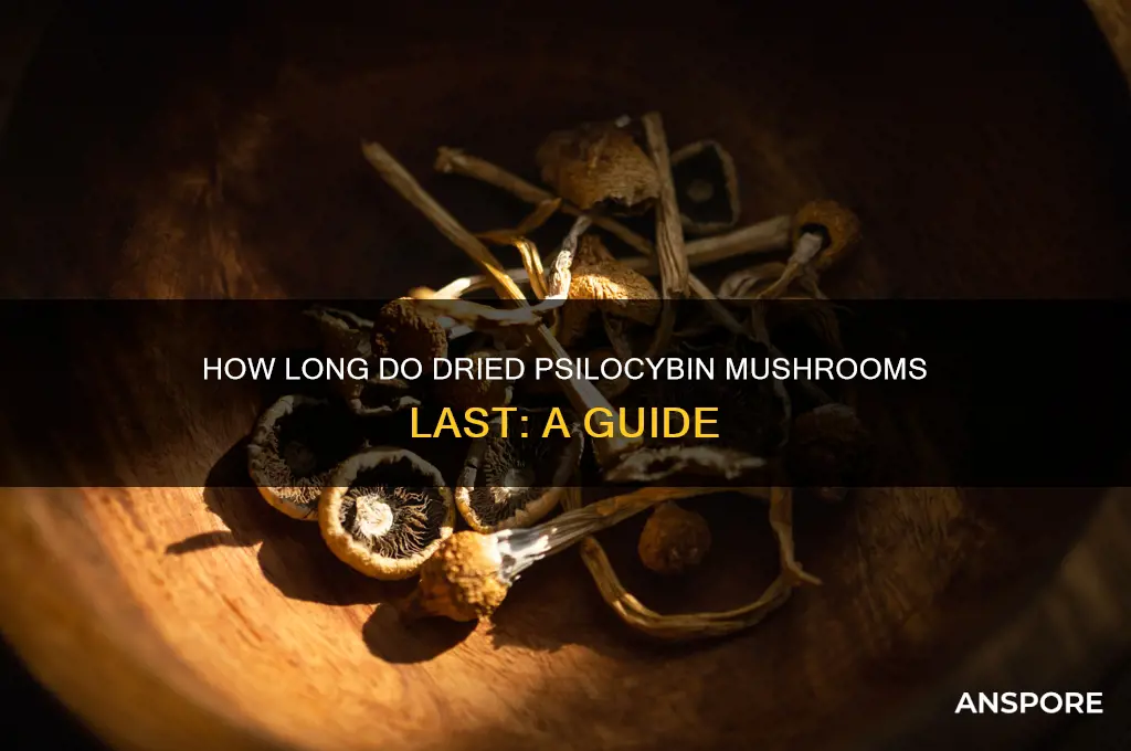 how long do driued psylocibin mushrooms last