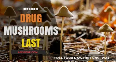How Long Do Drug Mushrooms Last: Effects, Duration, and Factors