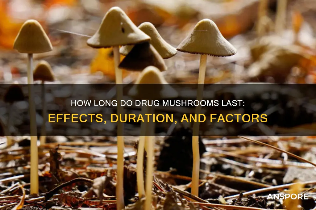 how long do drug mushrooms last
