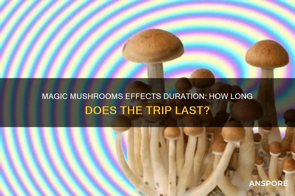 how long do effects of magic mushrooms last