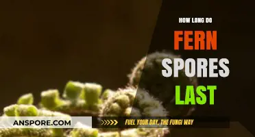 Understanding the Lifespan of Fern Spores: How Long Do They Last?