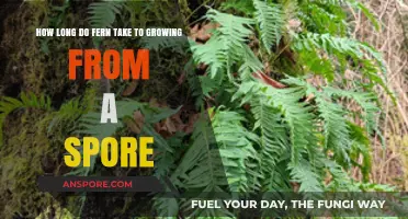 Fern Growth Timeline: From Spore to Plant – What to Expect