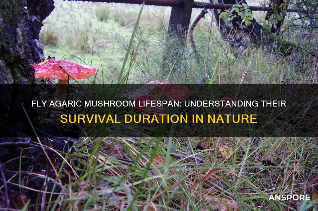 how long do fly agaric mushrooms live