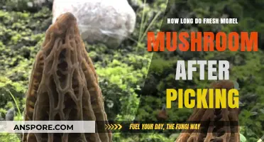 Fresh Morel Mushrooms: Shelf Life and Storage Tips After Picking