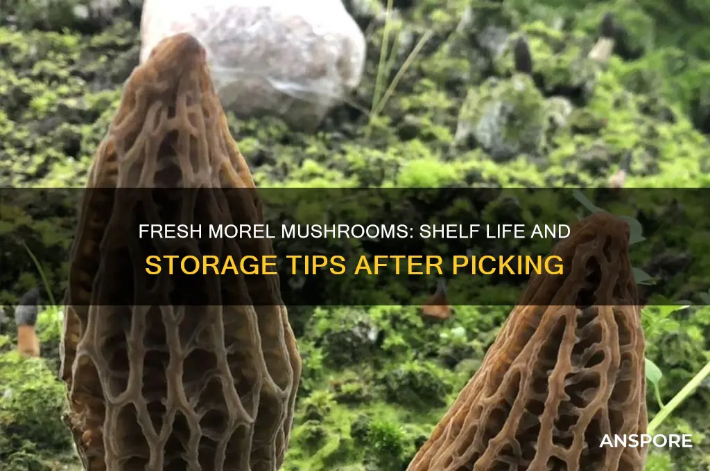 how long do fresh morel mushrooms after picking