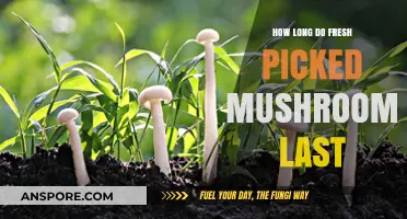 Fresh Picked Mushrooms: Shelf Life and Storage Tips for Optimal Freshness