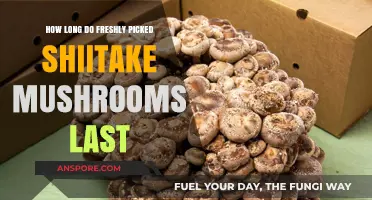 Freshly Picked Shiitake Mushrooms: Shelf Life and Storage Tips