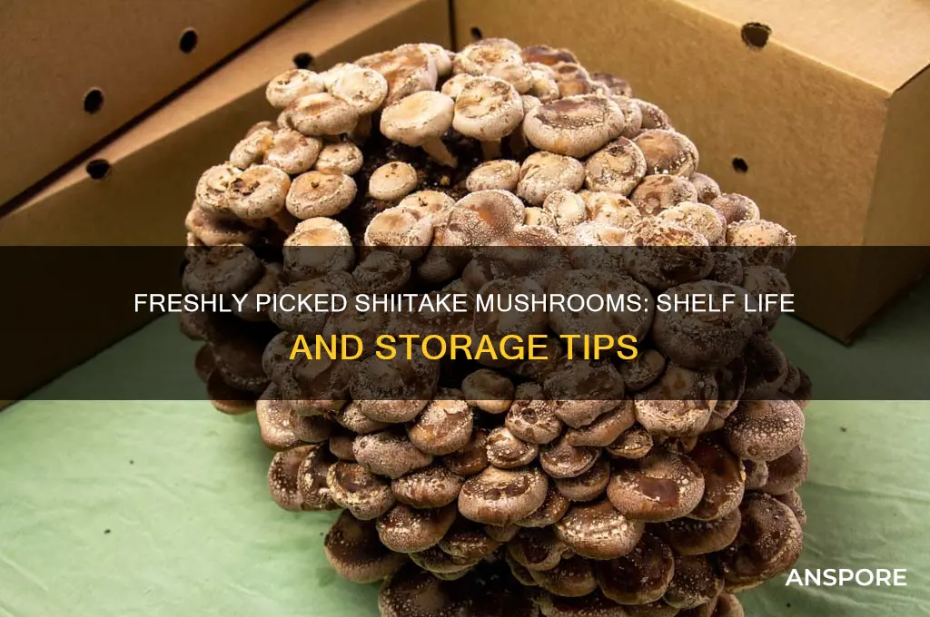 how long do freshly picked shiitake mushrooms last