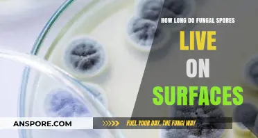 Fungal Spores Survival: How Long Do They Live on Surfaces?