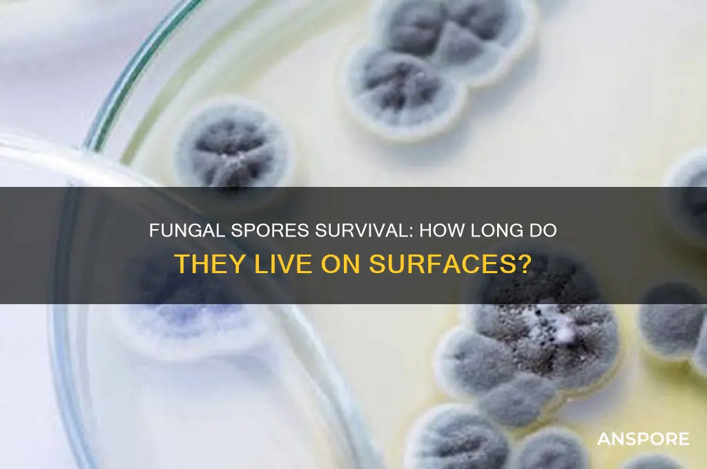 how long do fungal spores live on surfaces