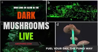 Glow-in-the-Dark Mushrooms: Lifespan and Bioluminescent Secrets Revealed