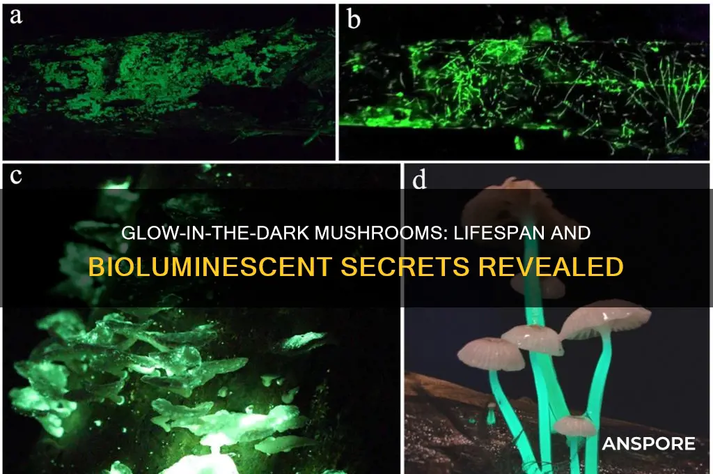 how long do glow in the dark mushrooms live