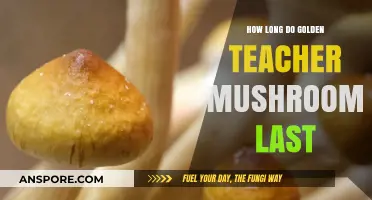 Golden Teacher Mushrooms Shelf Life: Duration, Storage, and Freshness Tips