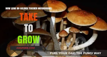 Golden Teacher Mushrooms Growth Timeline: From Spores to Harvest