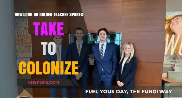 Golden Teacher Spores Colonization Timeline: What to Expect