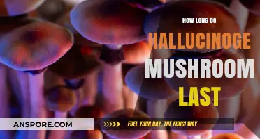 Duration of Hallucinogenic Mushrooms: Effects, Timeline, and Factors Explained