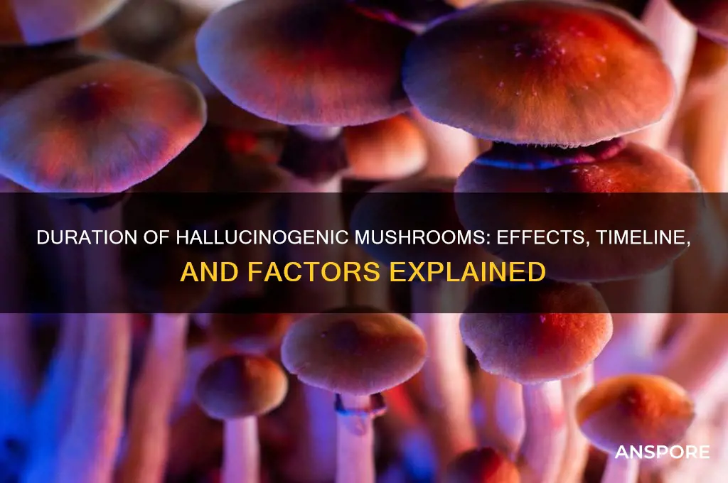 how long do hallucinogenic mushrooms last