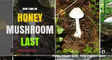 Honey Mushrooms' Shelf Life: How Long Do They Last?