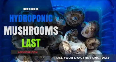 Hydroponic Mushrooms Shelf Life: Freshness Duration and Storage Tips