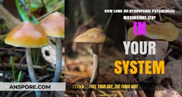 Hydroponic Psychedelic Mushrooms: Detection Time in Your System Explained