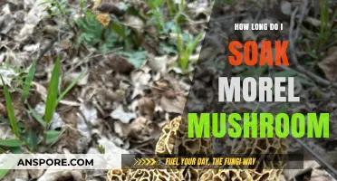 Perfect Morel Mushroom Soaking Time: Tips for Optimal Flavor and Texture
