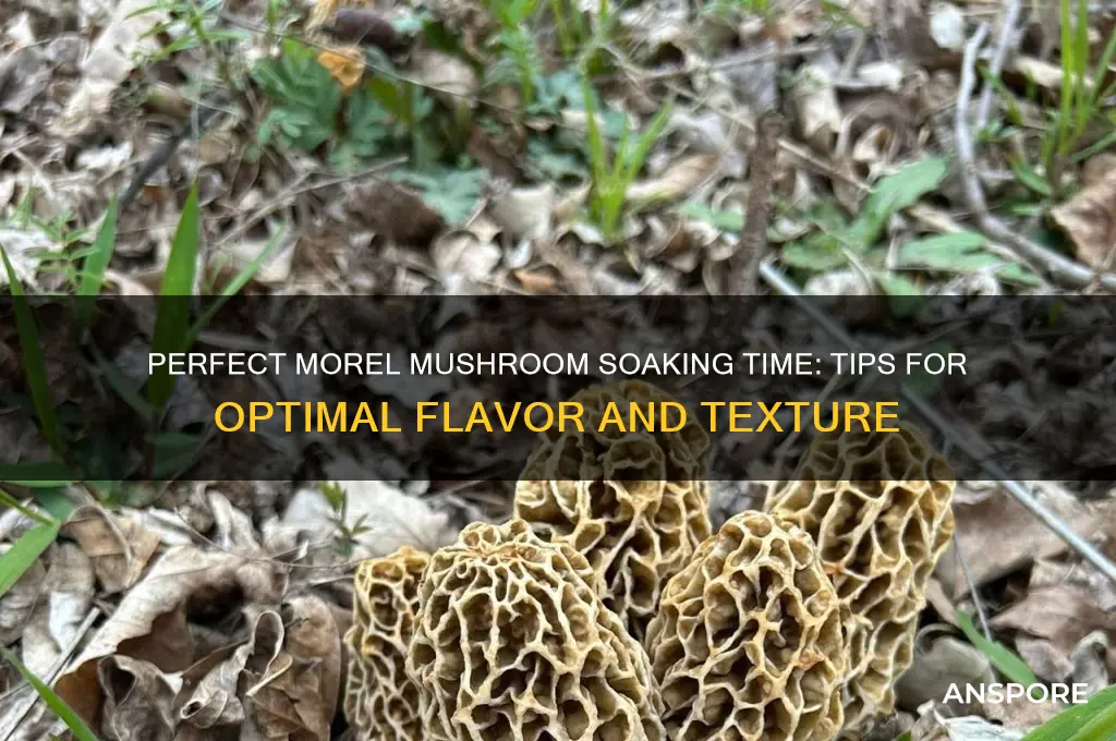 how long do i soak morel mushrooms
