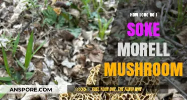 Mastering Morel Mushroom Soaking: Optimal Time for Perfect Texture and Flavor